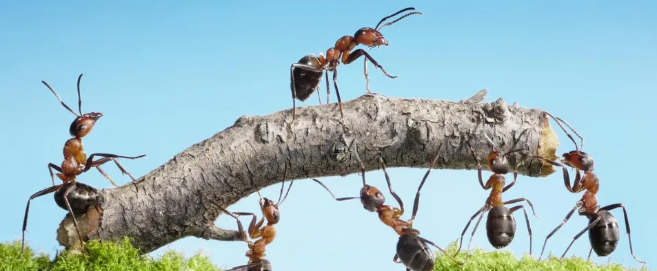 comment se débarrasser des fourmis avec des produits naturels