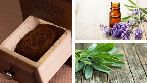 produits naturels pour se débarrasser des fourmis dans la maison