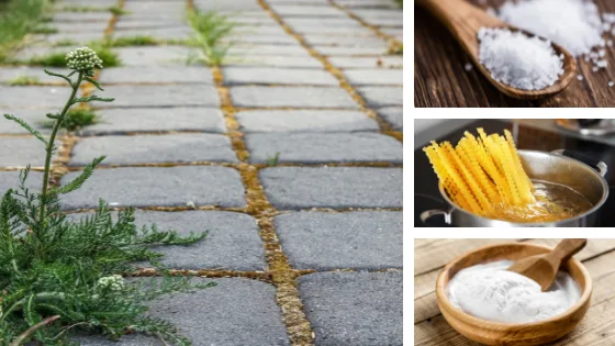 Désherbants naturels les produits du quotidien