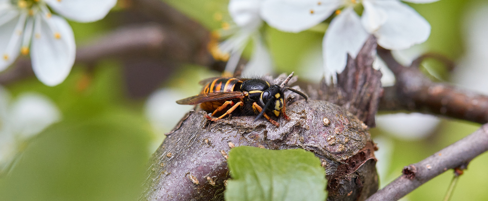 Nid de frelons asiatiques dans le jardin : comment s'en débarrasser ?