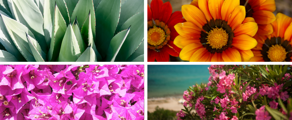 Quelles sont les plantes qui supportent la chaleur