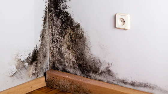 De la moisissure noire dans un angle bas de mur