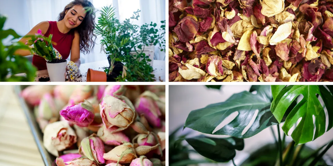 Purification de l'air plantes vertes et pot-pourri