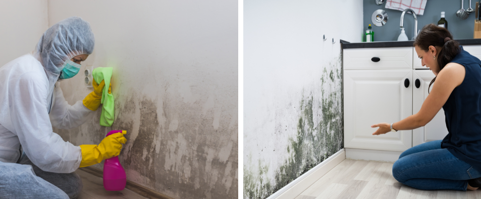 Moisissure qui réapparaît après nettoyage : que faire