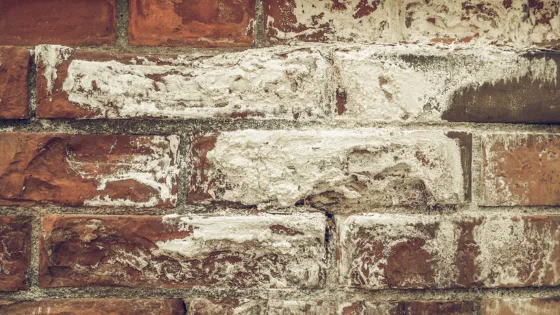 salpetre sur un mur en briques